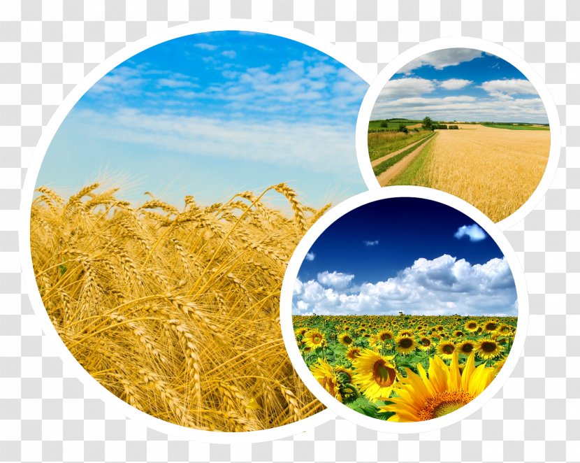Agrarian Party Of Ukraine Political Politics Centrism - Wheat - Meadow Transparent PNG