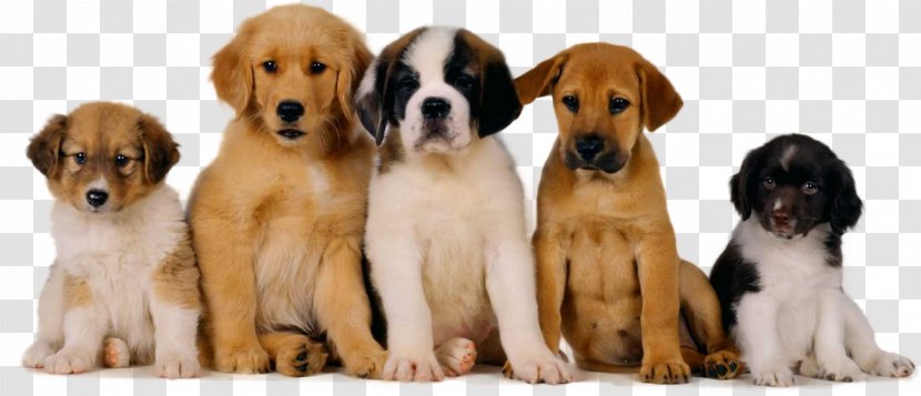 Dog Pet Sitting Puppy Cat - Breed - Cute Transparent PNG