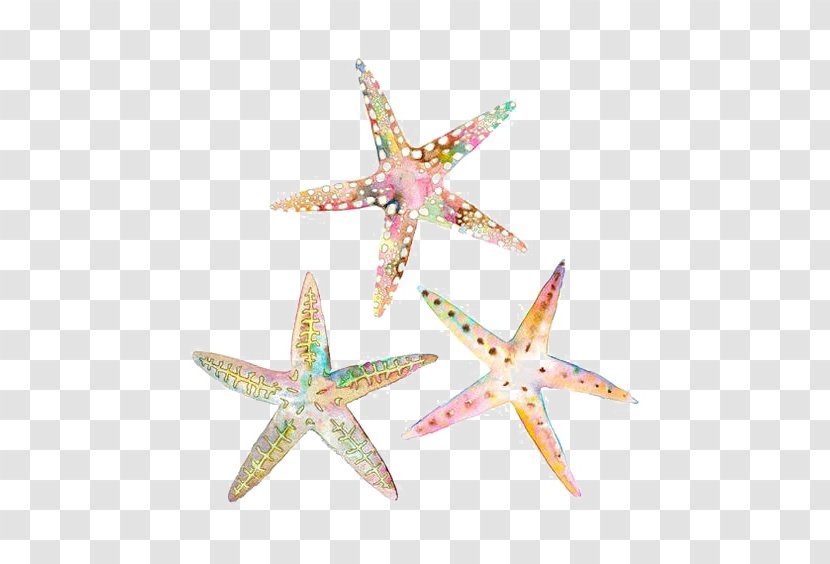 Watercolor Painting Drawing Starfish Illustration - Echinoderm Transparent PNG
