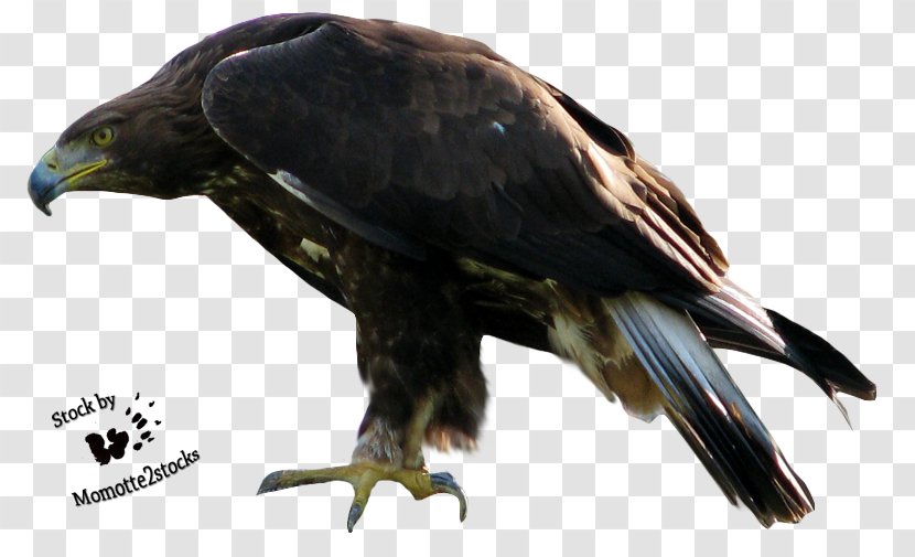 Bald Eagle - Beak - 2 Transparent PNG