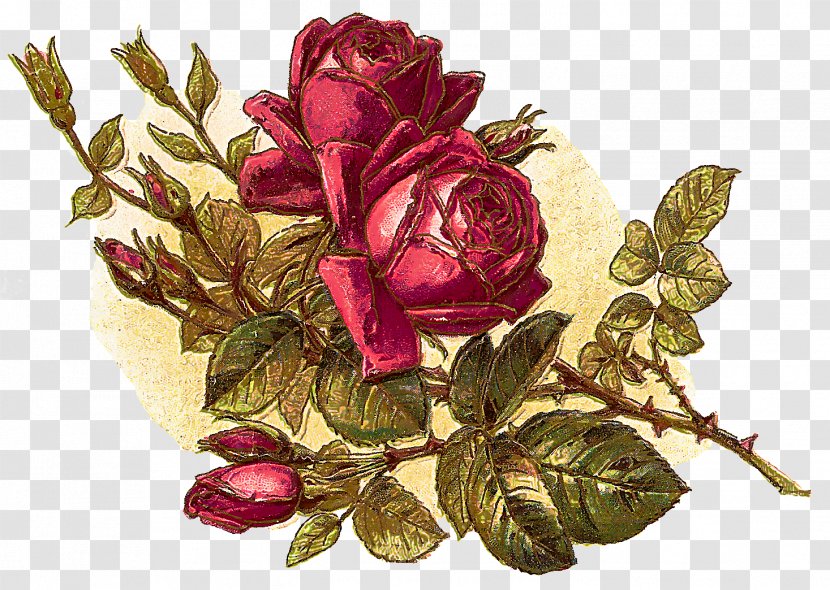 Garden Roses - Cut Flowers - Flowering Plant Pink Transparent PNG