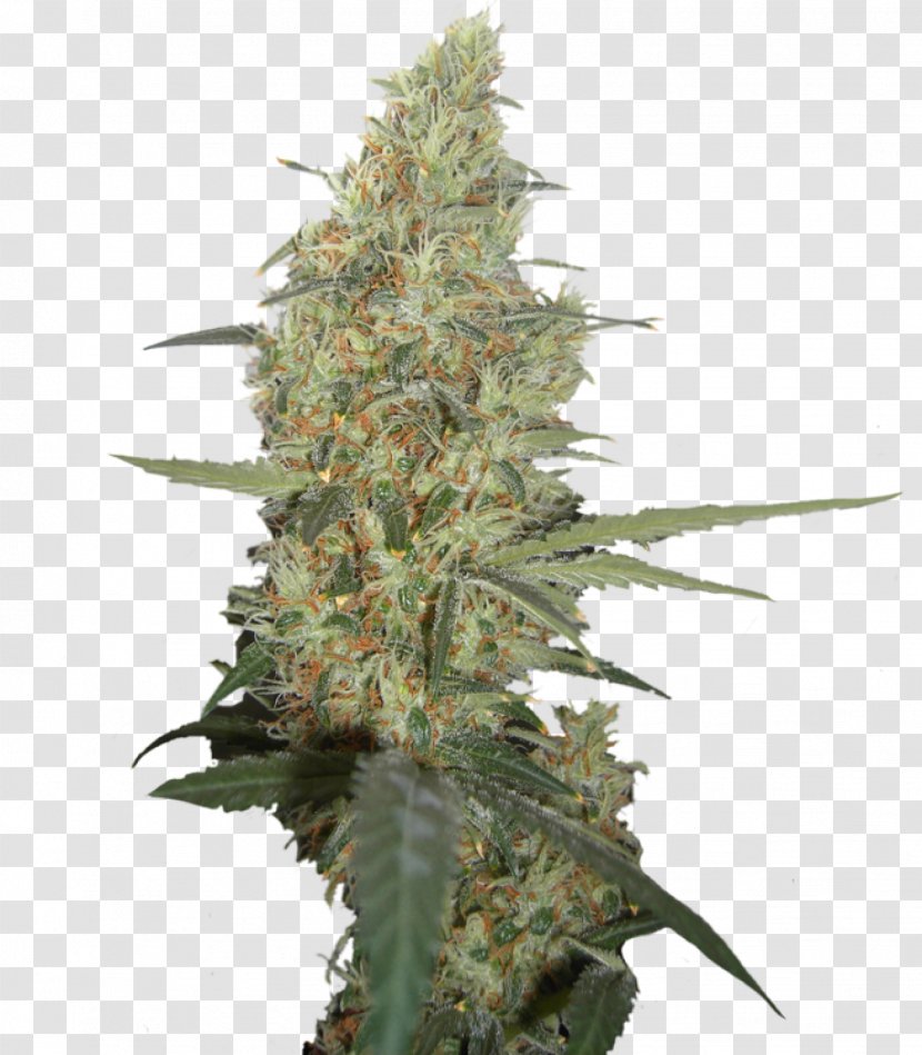 Cannabis Cup Marijuana Acapulco Gold Medical - High Times Transparent PNG