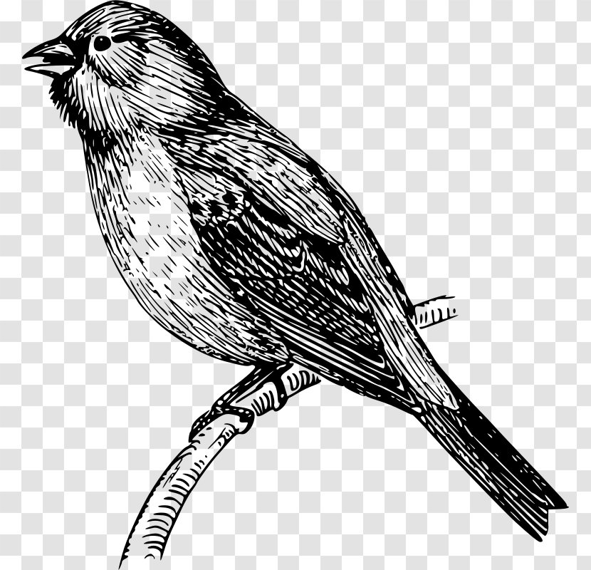 Mockingbird Vector Graphics Drawing Clip Art - Java Finch Care Transparent PNG