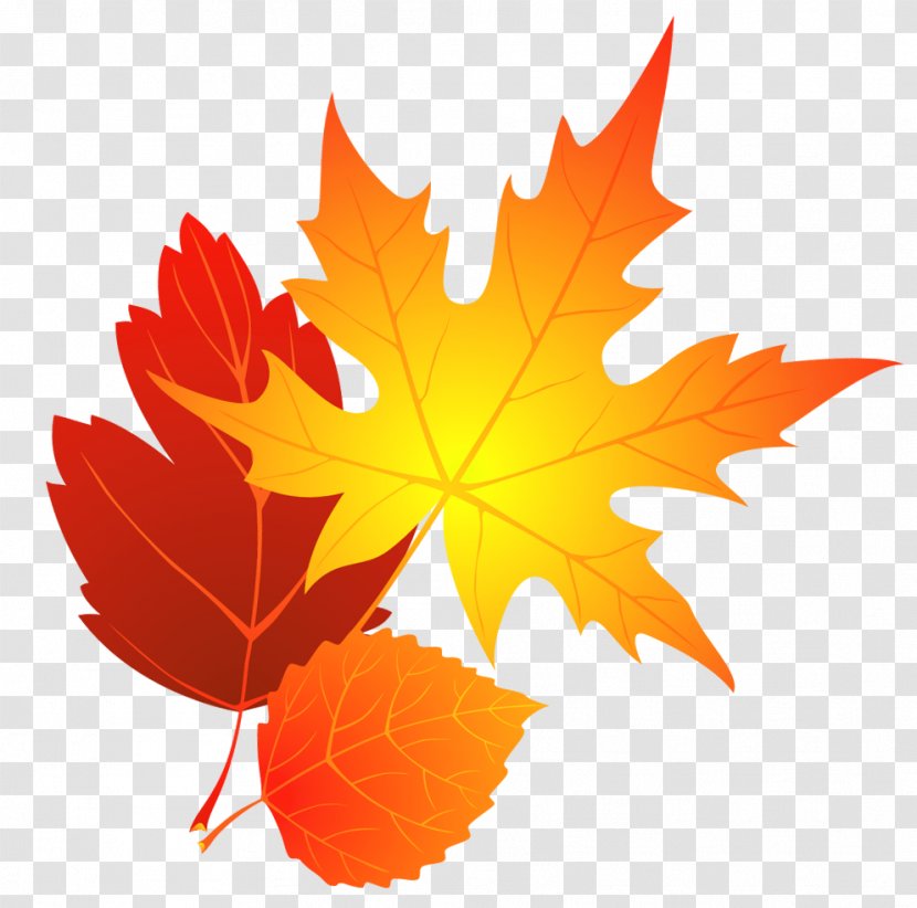 Transparent Fall Leaves Clipart - Maple - Autumn Transparent PNG