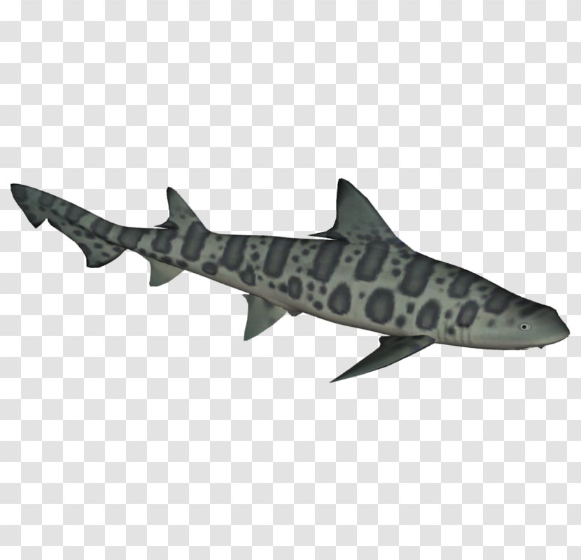 Requiem Sharks Leopard Shark School Cartilaginous Fishes Broadnose Sevengill - Wikia Transparent PNG