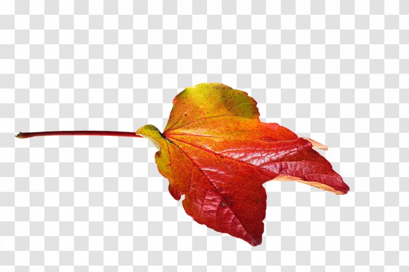 Autumn Leaf Color - Stock Photography - Leaves Transparent PNG
