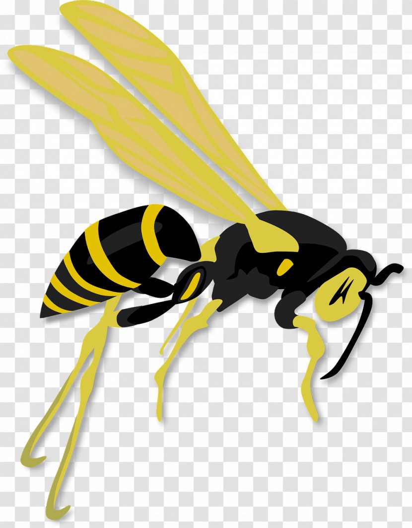 Hornet Bee Wasp Clip Art - Pollinator - Busy Transparent PNG