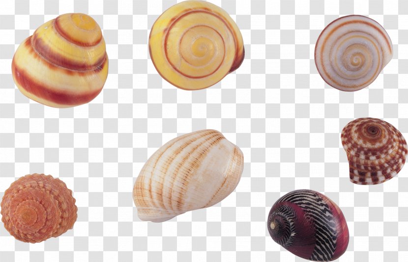 Seashell Sea Snail Clip Art - Veneroida Transparent PNG