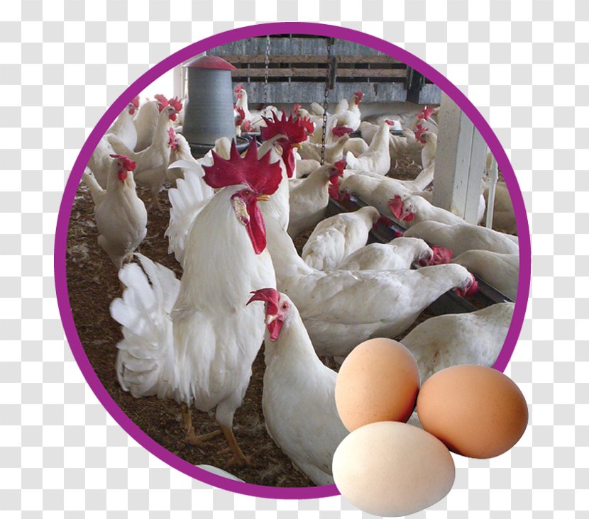 Chicken Poultry Egypt Agriculture Price - Bank Transparent PNG