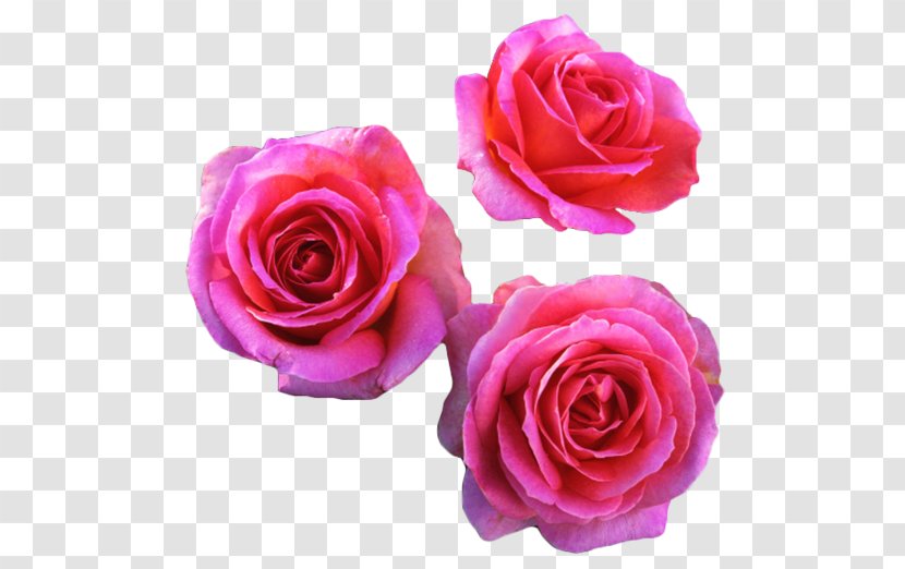 Fragrant Roses Shrub Starting A Rose Garden - Artificial Flower - Plants Transparent PNG