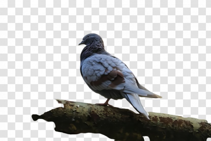 Dove Bird - Pigeon - Cuckoo Rock Transparent PNG