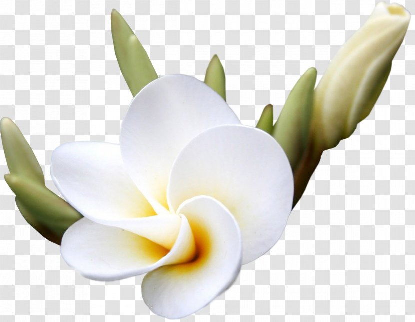 Flower Frangipani Clip Art - Plant Transparent PNG