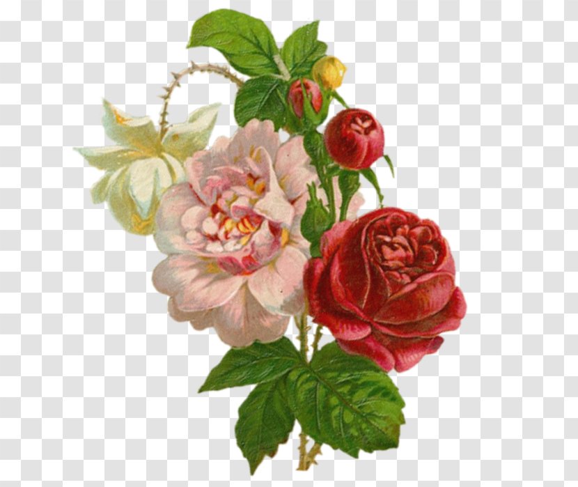 Garden Roses Painting Art Clip - Floral Design Transparent PNG