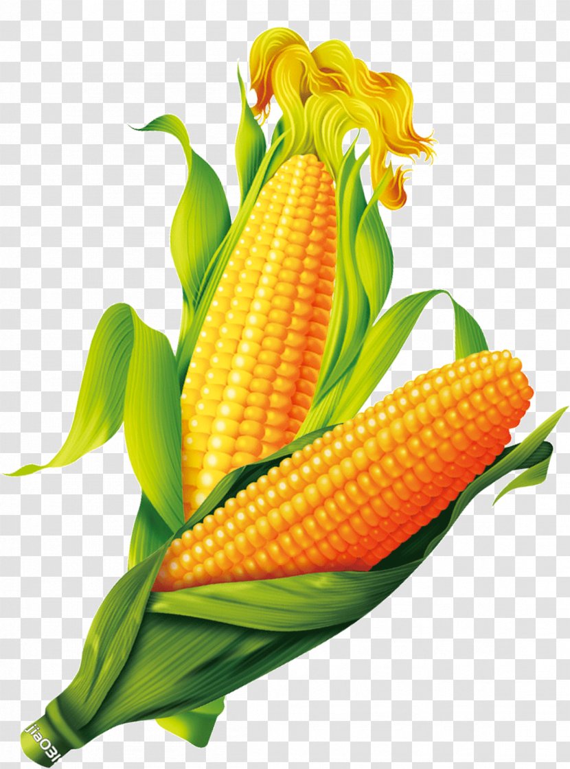 Corn On The Cob Maize Gold - Vegetable Transparent PNG