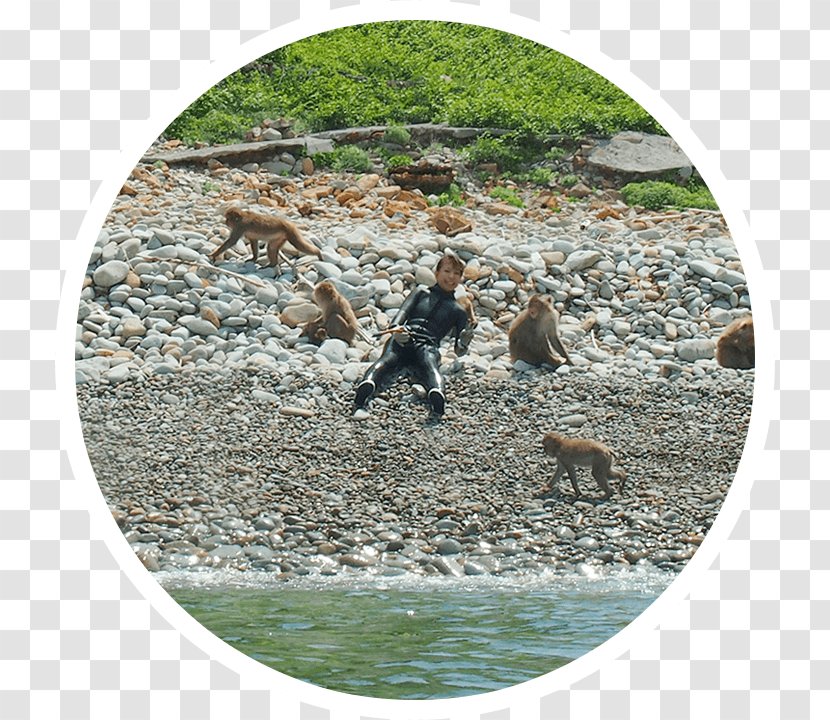 波勝崎苑モンキービーチ 波勝崎苑 猿園 Snorkeling Park Play - Wildlife - Beach Top Transparent PNG