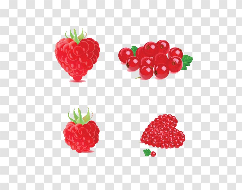 Frutti Di Bosco Euclidean Vector Fruit - Redcurrant - Raspberry Transparent PNG