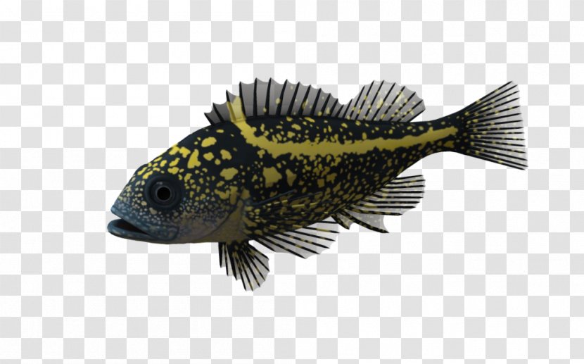 Desktop Wallpaper 淡水觀賞魚 Image Fish - Fauna - Ocean Fisherman Transparent PNG