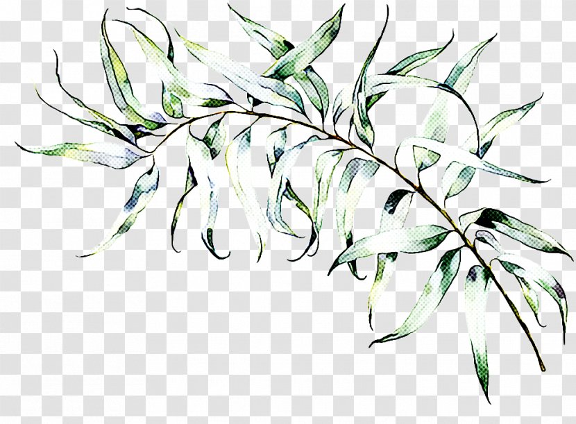 Plant Leaf Flower Tree Flowering - Stem Transparent PNG