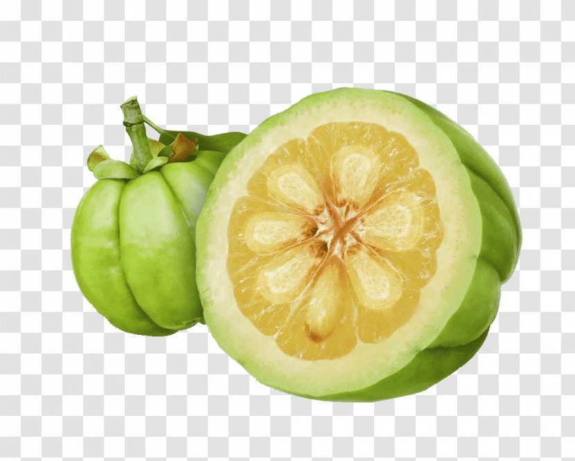 Garcinia Gummi-gutta Dietary Supplement Weight Loss Food - Melon - Pura Transparent PNG