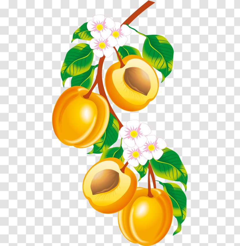 Peach Apricot Clip Art - Citrus - Fruit Transparent PNG