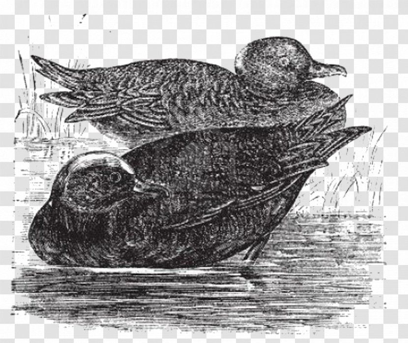 Mallard American Wigeon Duck Gadwall Illustration - Photography - Mandarin Transparent PNG