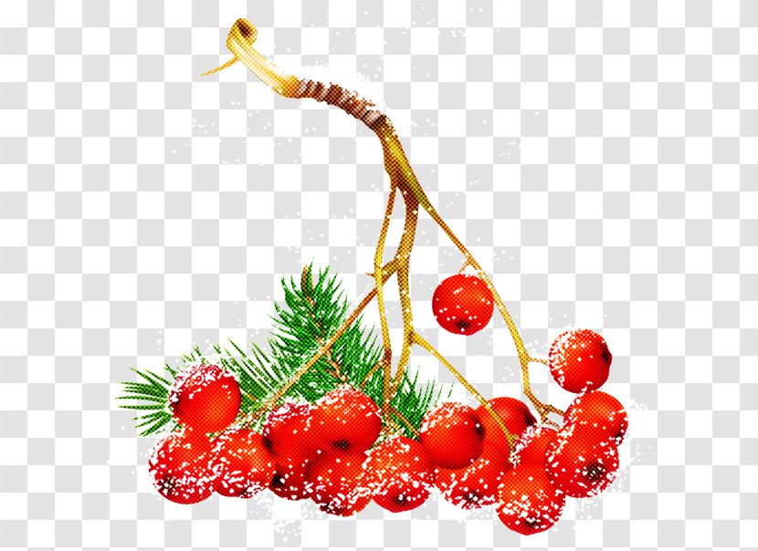 Christmas Berries - Food - Superfruit Natural Foods Transparent PNG