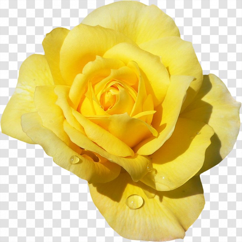 Rosa 'Mister Lincoln' Garden Roses Flower Color Hybrid Tea Rose - Cut Flowers - Yellow Transparent PNG