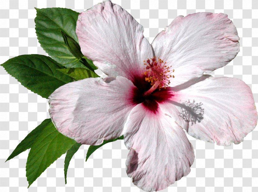 Clip Art - Malvales - Hibiscus Transparent PNG