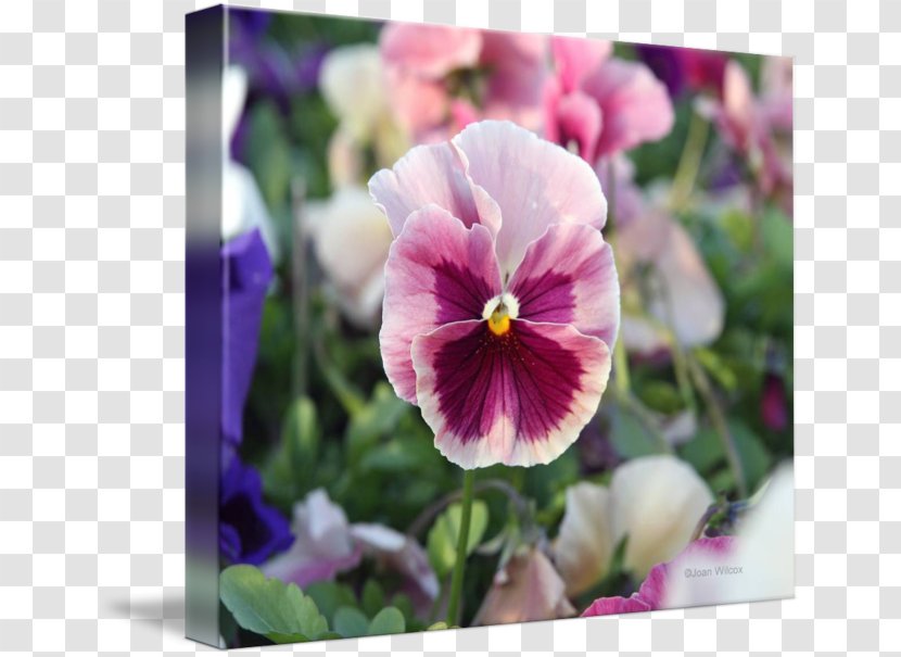 Pansy Violet Annual Plant Tile Coasters - Magenta Transparent PNG