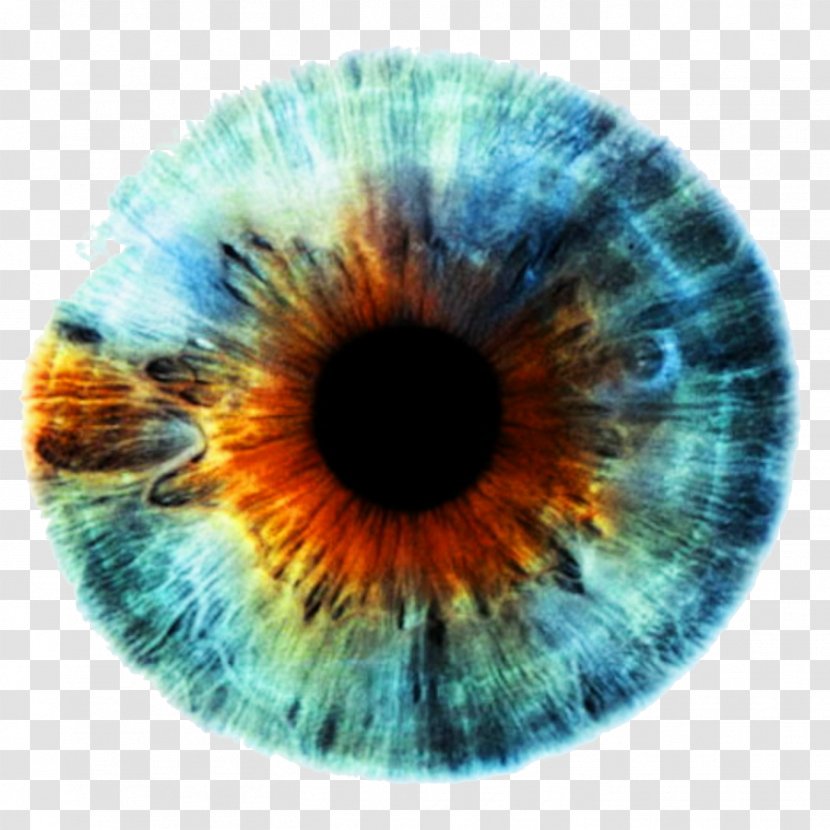 Iris Human Eye Color - Tree - Eyes Transparent PNG