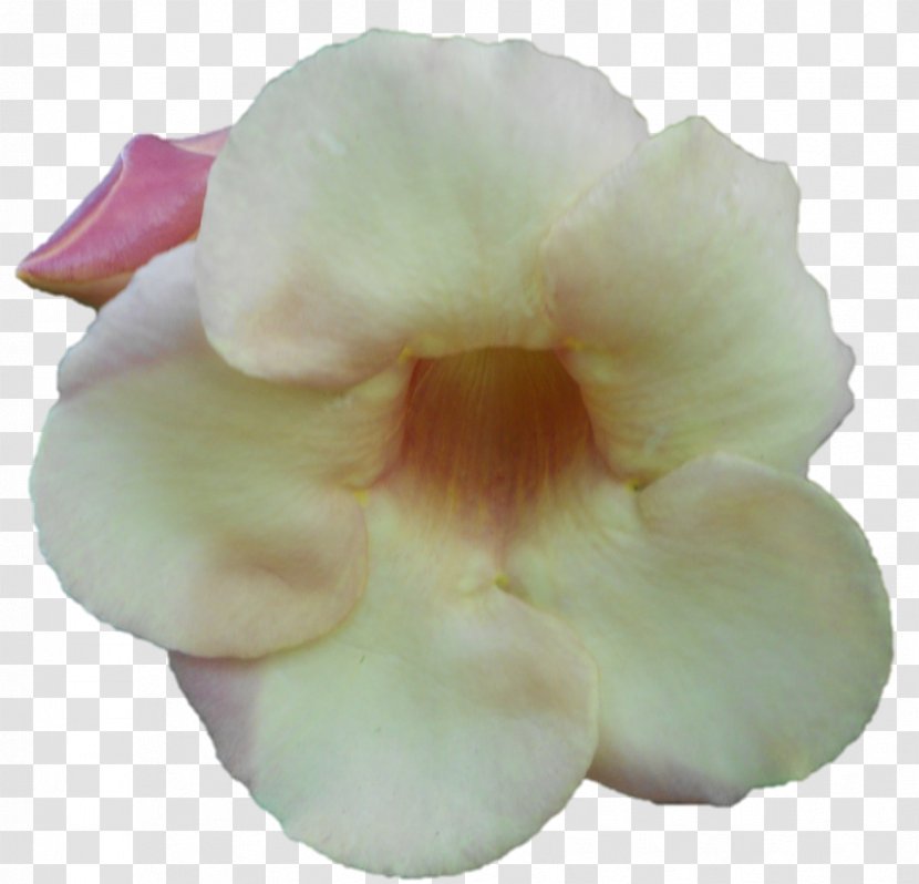 Moth Orchids - Belur Math Transparent PNG