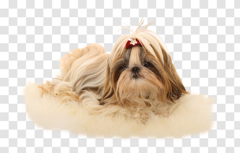 Shih Tzu Havanese Dog Lhasa Apso Poodle Chinese Imperial - Breed - Puppy Transparent PNG