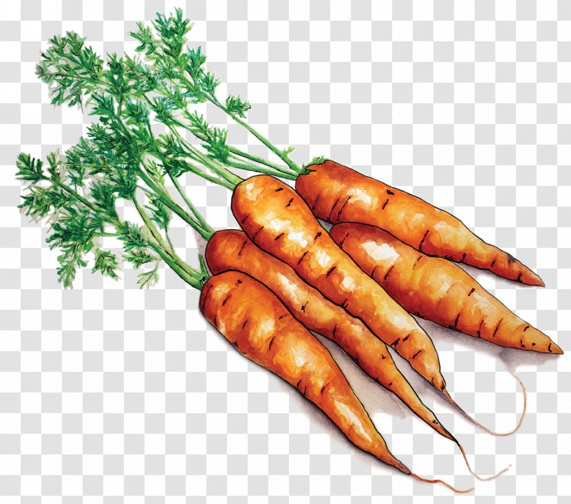 Farmto School Project Ma Local Food Carrot Farm To - Vegetable - Carrots Transparent PNG