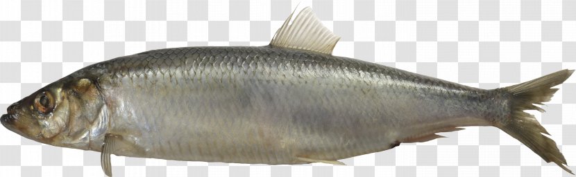 Sardine Milkfish - Fish Transparent PNG