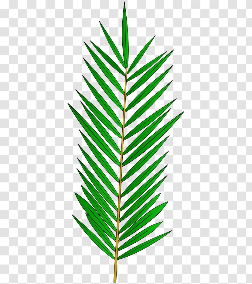Arecaceae Grasses Line Plant Stem Leaf - Family - Branch Transparent PNG