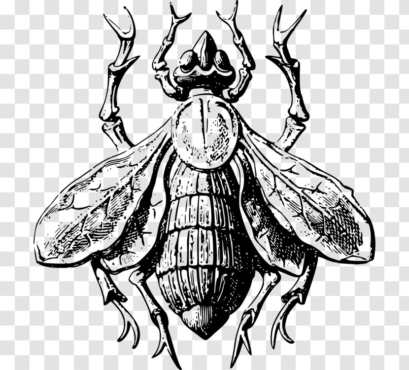 Insect Clip Art Bee Butterfly - Ant - Drawing Webdesign Transparent PNG
