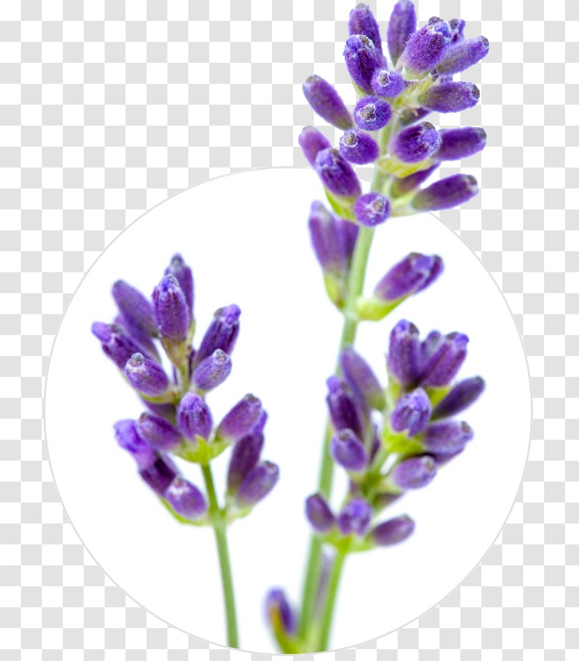 English Lavender Flower Stock Photography Oil Transparent PNG