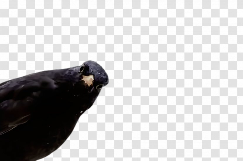 Bird Beak Blackbird Crow Crow-like - Wet Ink - Perching Raven Transparent PNG