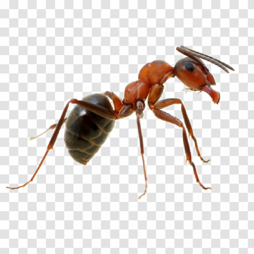 Bee Background - Fire Ant - Termite Wasp Transparent PNG