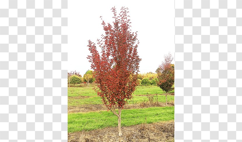 Sugar Maple Big Trees Inc Shrub Nursery - Deciduous Specimens Transparent PNG