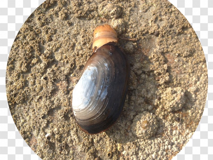 Clam Sea Snail Soil Transparent PNG