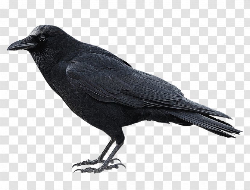Bird Cartoon - American Crow - Feather Perching Transparent PNG