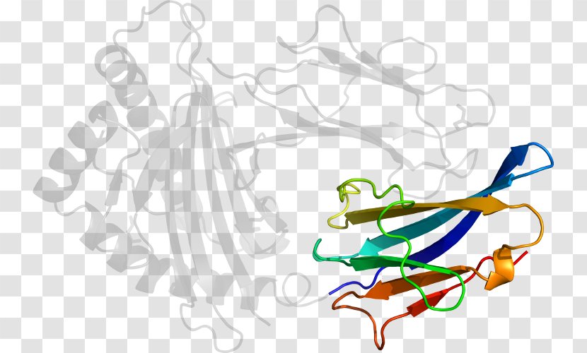 Beta-2 Microglobulin Clip Art - Cartoon - Beta2 Transparent PNG