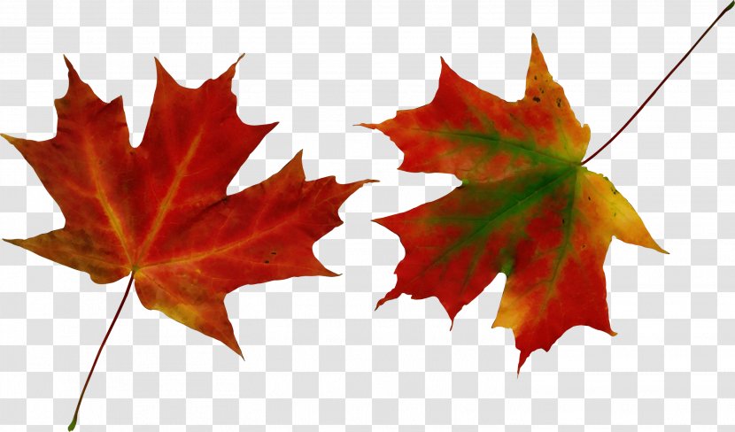 Canada Maple Leaf - Autumn - Silver Soapberry Family Transparent PNG
