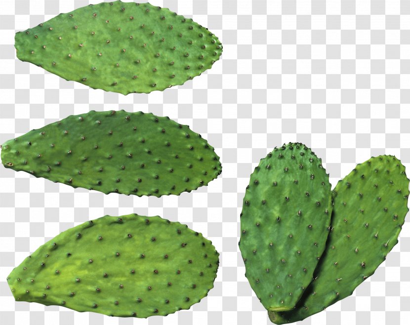 Cactaceae Clip Art - Nopalito - Cactus Image Transparent PNG