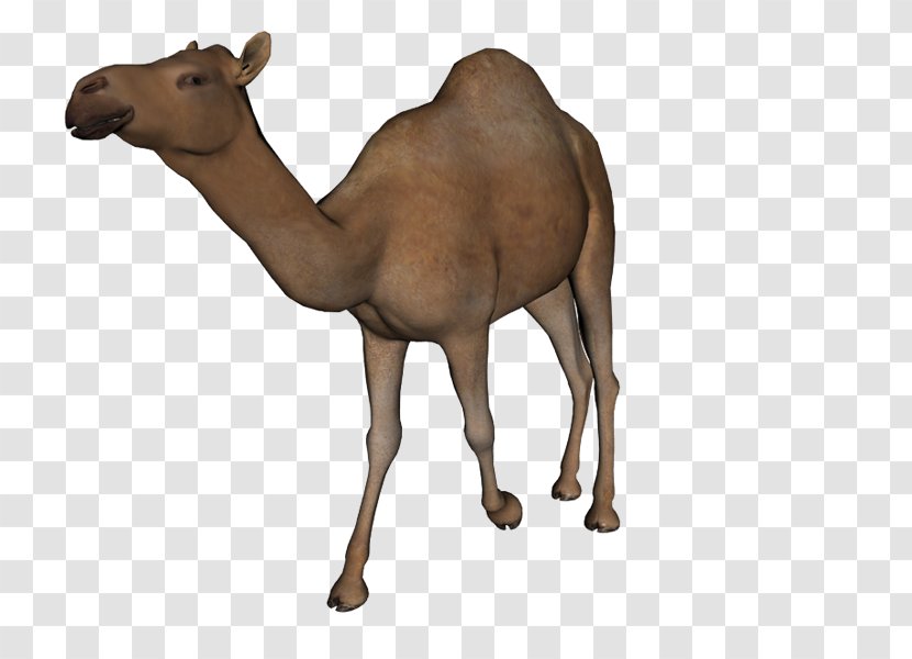 Camel Clip Art - Image File Formats - Yi Transparent PNG