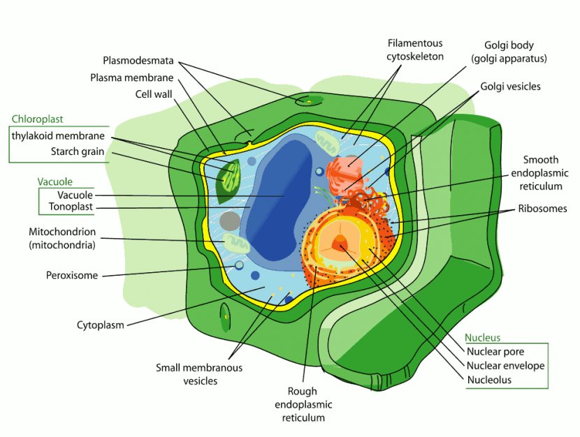 Plant Cell Organelle Chloroplast - Frame - Cytoplasm Cliparts Transparent PNG