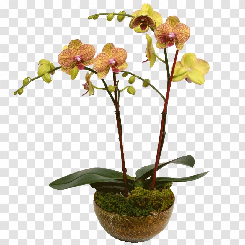 Moth Orchids Dendrobium Cattleya Plant Stem - Hydrangea - Flower Transparent PNG