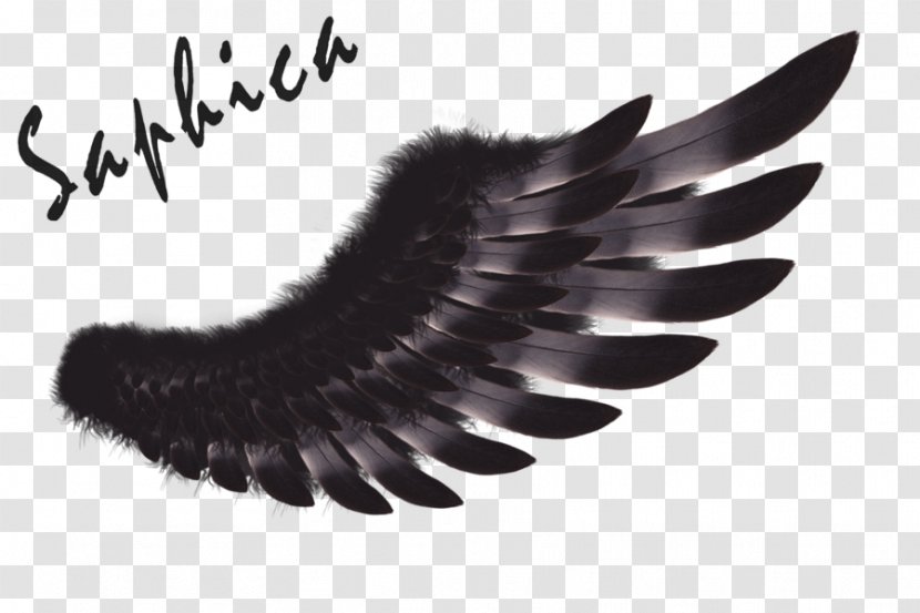 Feather Brush CorelDRAW - Wing - Dark Wings Transparent PNG