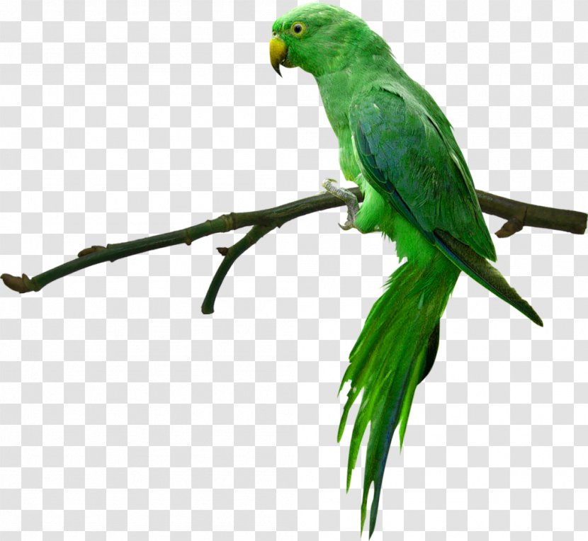 Parrot Bird Rose-ringed Parakeet Desktop Wallpaper High-definition Television - 4k Resolution - Sparrow Transparent PNG